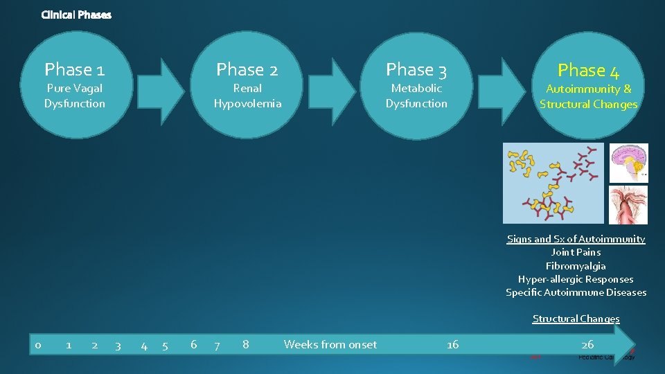 Phase 1 Phase 2 Pure Vagal Dysfunction Phase 3 Renal Hypovolemia Metabolic Dysfunction Phase