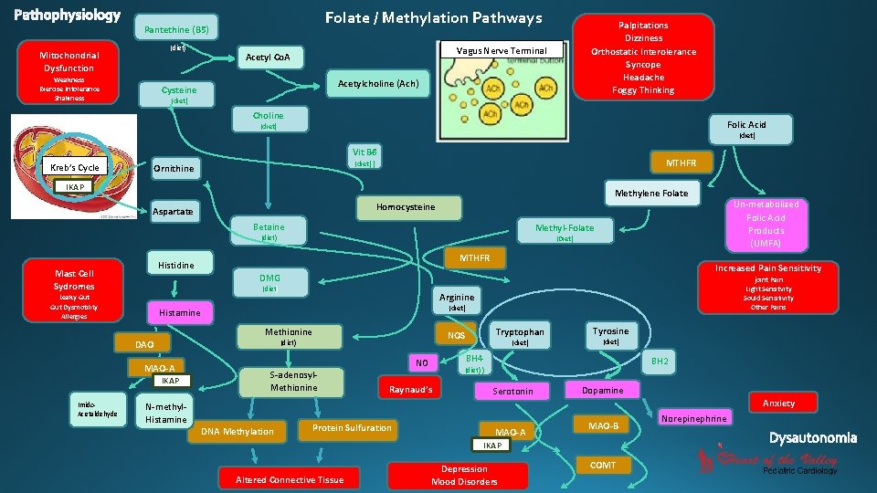 Folate / Methylation Pathways Pantethine (B 5) (diet) Mitochondrial Dysfunction Weakness Exercise Intolerance Shakiness