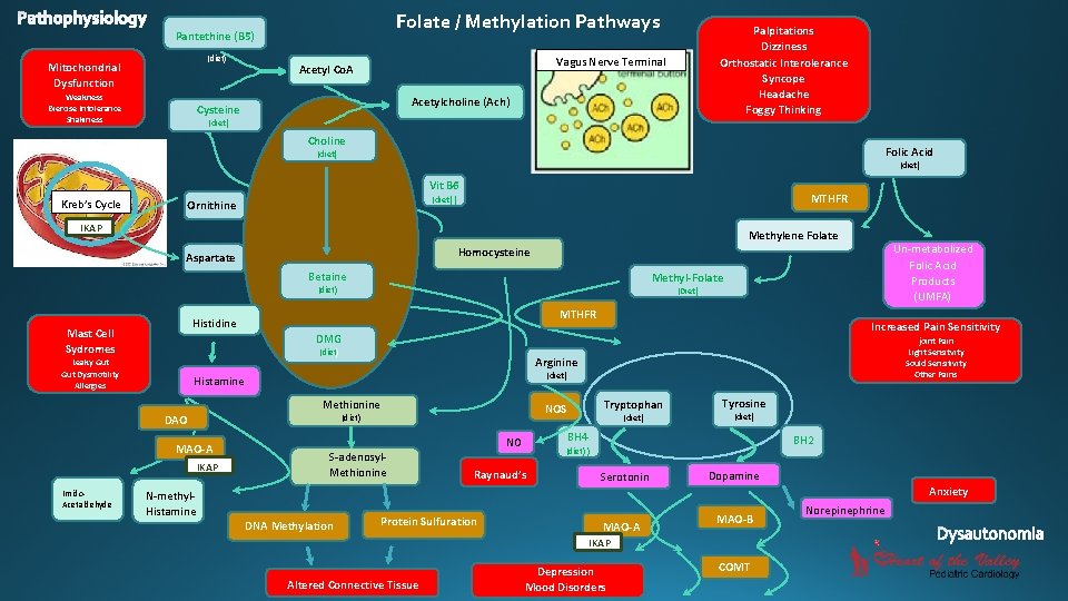 Folate / Methylation Pathways Pantethine (B 5) (diet) Mitochondrial Dysfunction Weakness Exercise Intolerance Shakiness