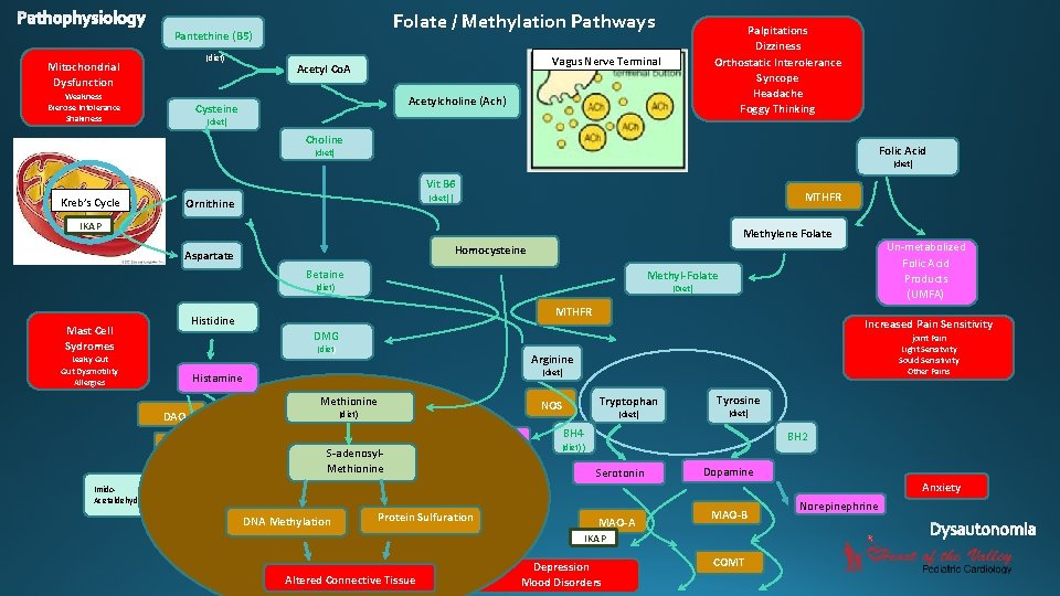 Folate / Methylation Pathways Pantethine (B 5) (diet) Mitochondrial Dysfunction Weakness Exercise Intolerance Shakiness