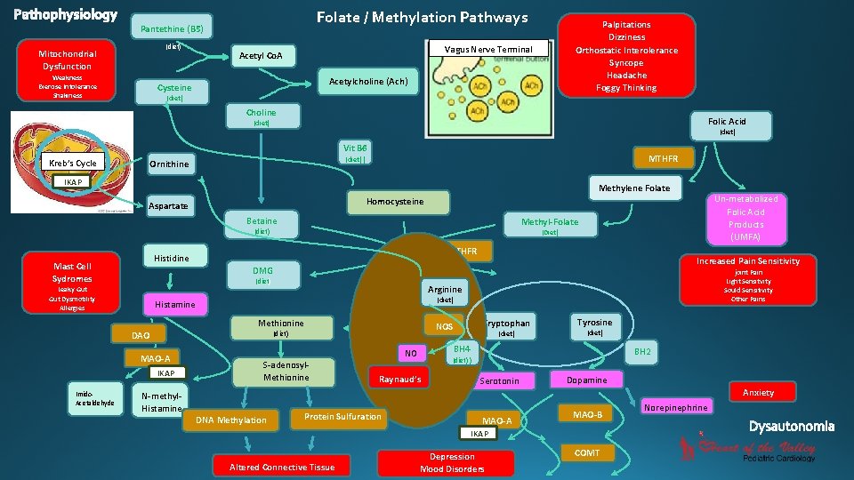 Folate / Methylation Pathways Pantethine (B 5) (diet) Mitochondrial Dysfunction Weakness Exercise Intolerance Shakiness