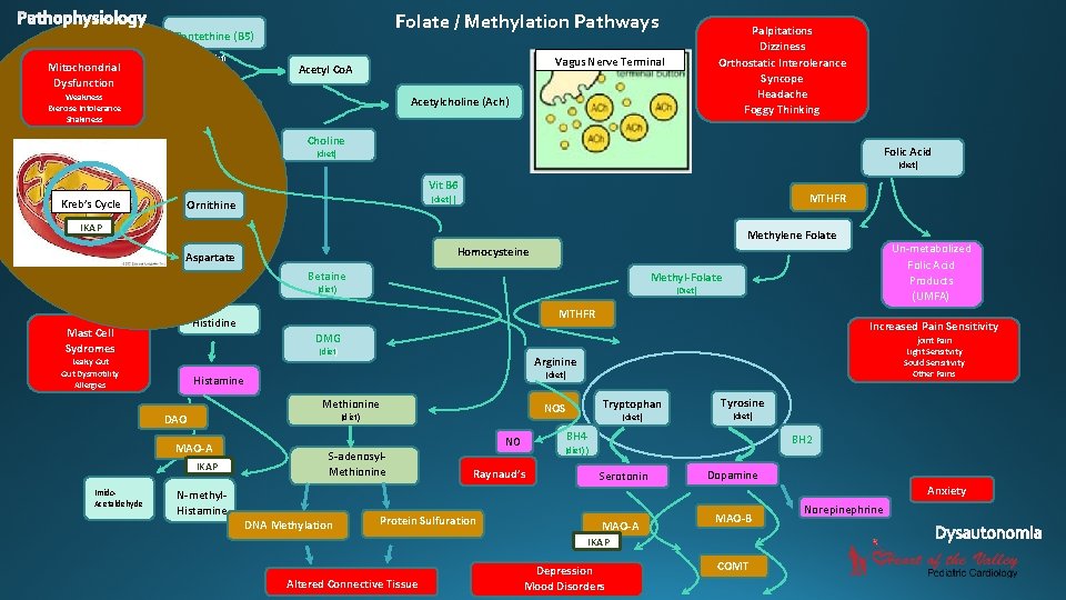 Folate / Methylation Pathways Pantethine (B 5) (diet) Mitochondrial Dysfunction Weakness Exercise Intolerance Shakiness