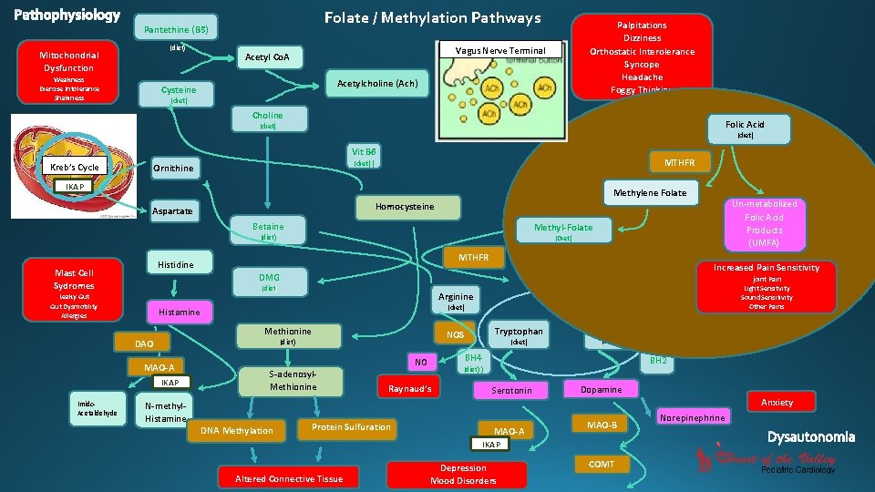 Folate / Methylation Pathways Pantethine (B 5) (diet) Mitochondrial Dysfunction Weakness Exercise Intolerance Shakiness