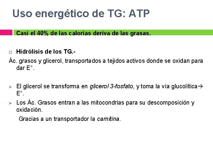 Uso energético de TG: ATP Casi el 40% de las calorías deriva de las