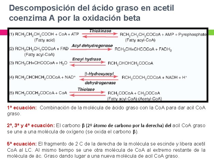 Descomposición del ácido graso en acetil coenzima A por la oxidación beta 1ª ecuación: