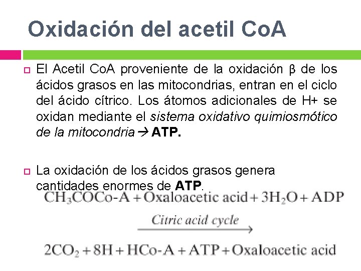 Oxidación del acetil Co. A El Acetil Co. A proveniente de la oxidación β