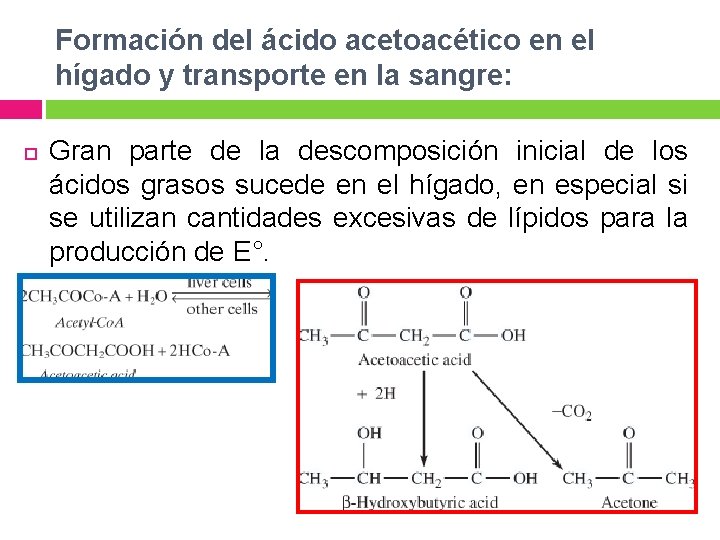 Formación del ácido acetoacético en el hígado y transporte en la sangre: Gran parte