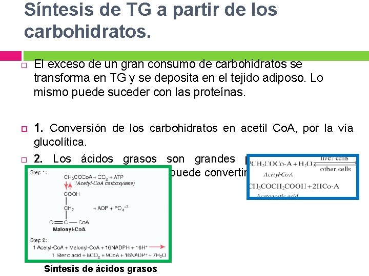 Síntesis de TG a partir de los carbohidratos. El exceso de un gran consumo