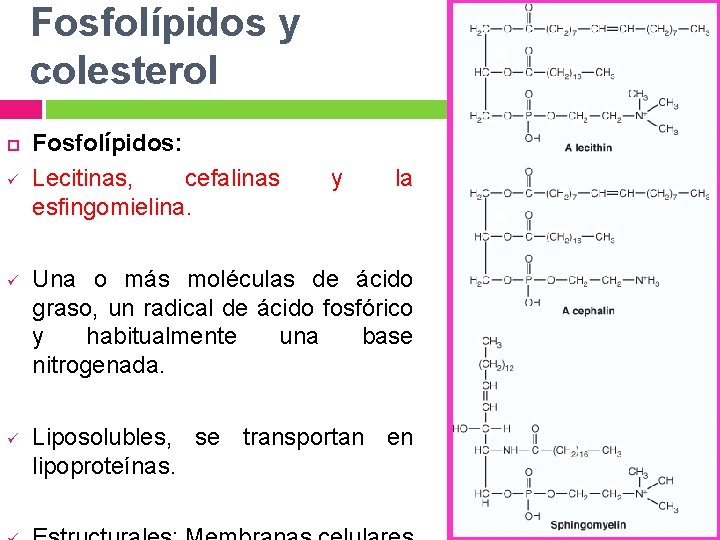 Fosfolípidos y colesterol ü ü ü Fosfolípidos: Lecitinas, cefalinas esfingomielina. y la Una o