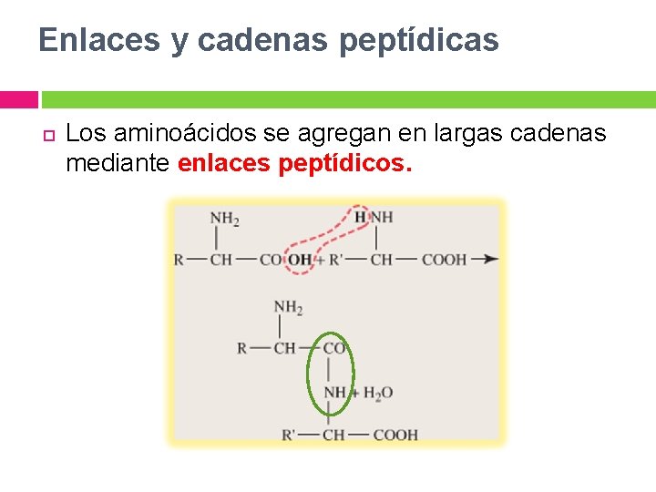 Enlaces y cadenas peptídicas Los aminoácidos se agregan en largas cadenas mediante enlaces peptídicos.