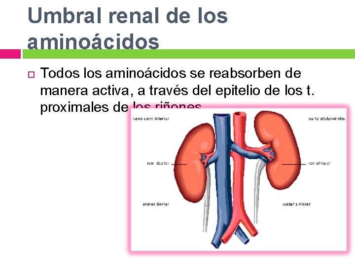 Umbral renal de los aminoácidos Todos los aminoácidos se reabsorben de manera activa, a