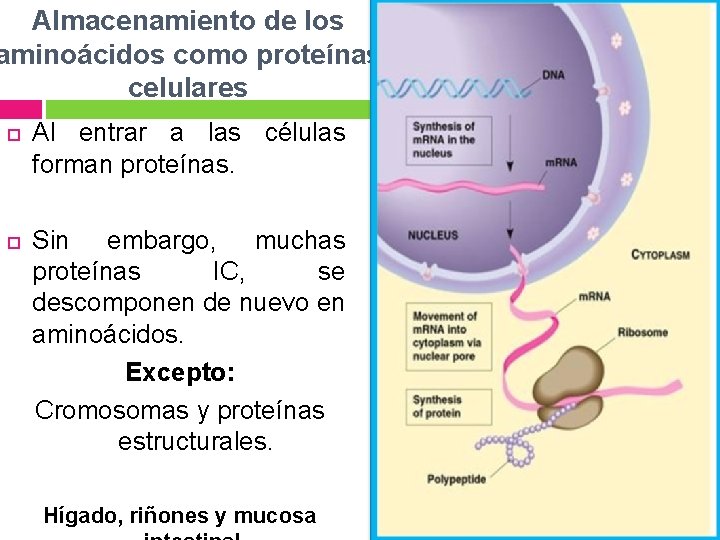 Almacenamiento de los aminoácidos como proteínas celulares Al entrar a las células forman proteínas.