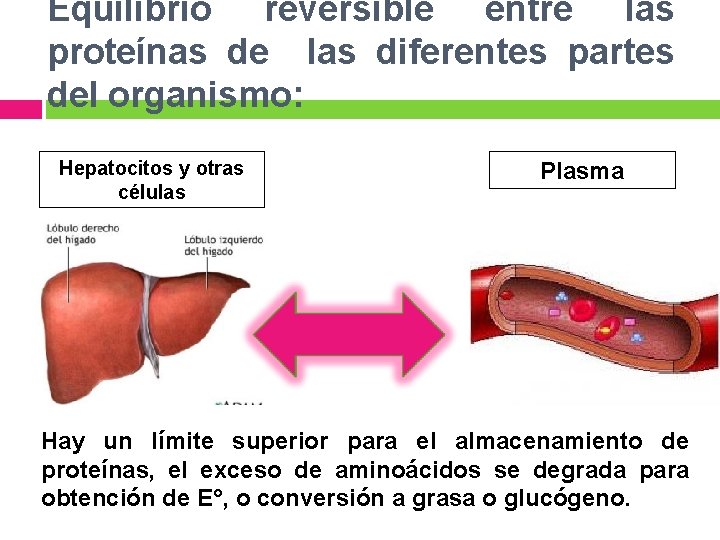 Equilibrio reversible entre las proteínas de las diferentes partes del organismo: Hepatocitos y otras