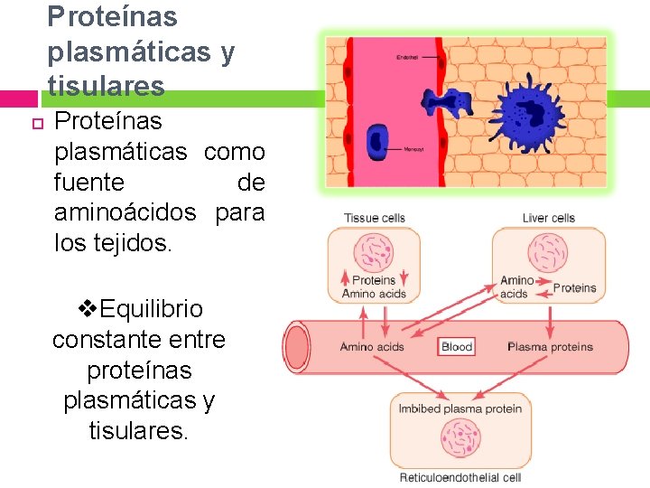 Proteínas plasmáticas y tisulares Proteínas plasmáticas como fuente de aminoácidos para los tejidos. v.