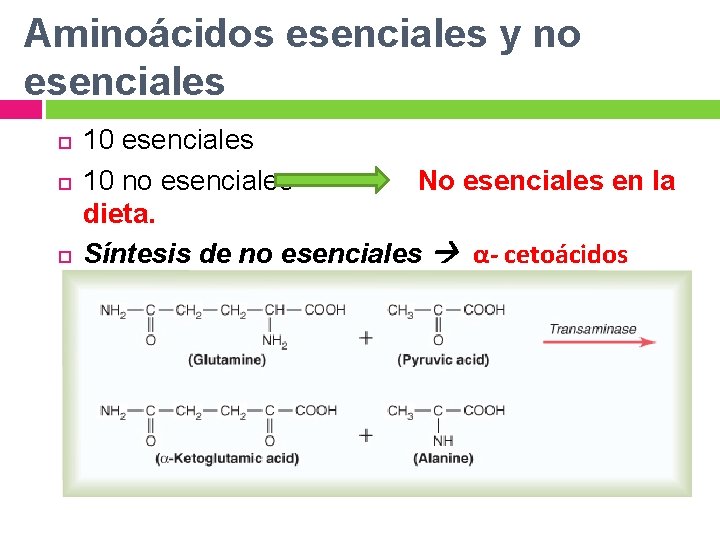 Aminoácidos esenciales y no esenciales 10 esenciales 10 no esenciales No esenciales en la