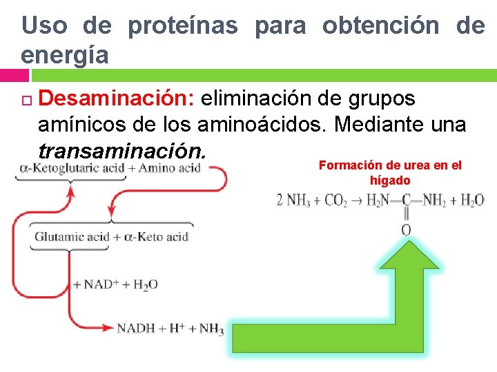 Uso de proteínas para obtención de energía Desaminación: eliminación de grupos amínicos de los