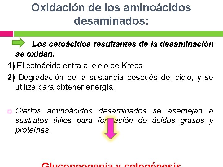 Oxidación de los aminoácidos desaminados: Los cetoácidos resultantes de la desaminación se oxidan. 1)