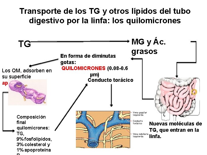 Transporte de los TG y otros lípidos del tubo digestivo por la linfa: los