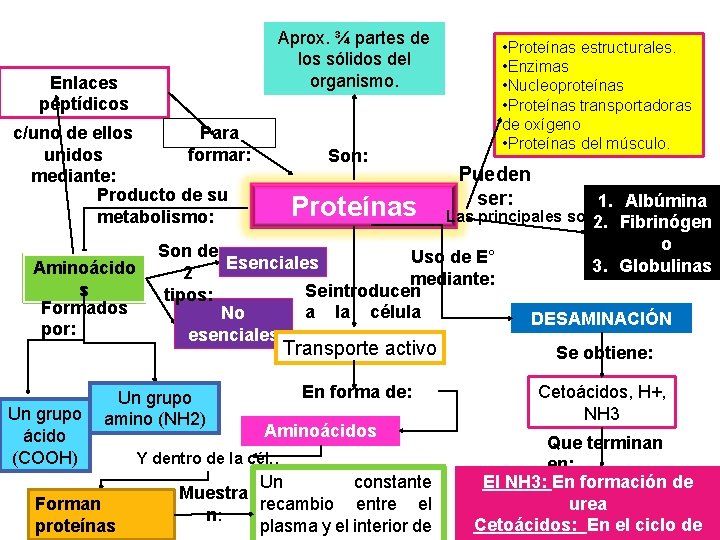 Aprox. ¾ partes de los sólidos del organismo. Enlaces peptídicos c/uno de ellos Para