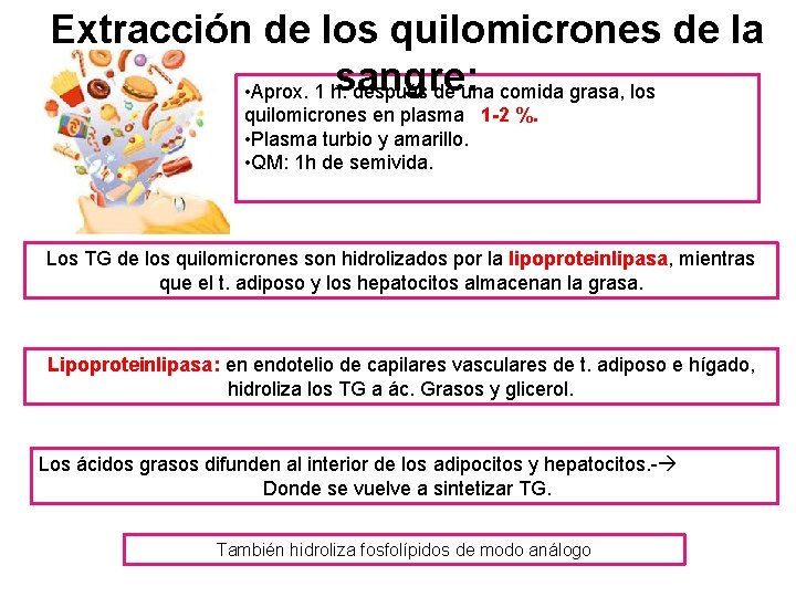 Extracción de los quilomicrones de la sangre: • Aprox. 1 h. después de una