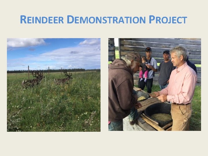 REINDEER DEMONSTRATION PROJECT 