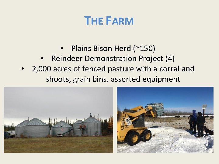 THE FARM • Plains Bison Herd (~150) • Reindeer Demonstration Project (4) • 2,