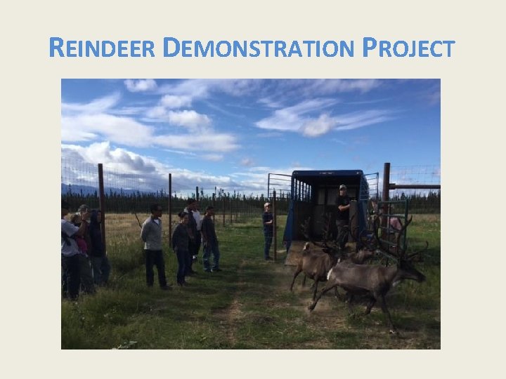 REINDEER DEMONSTRATION PROJECT 