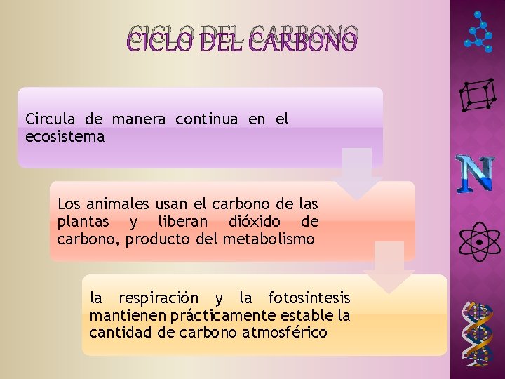 CICLO DEL CARBONO Circula de manera continua en el ecosistema Los animales usan el CICLO DEL CARBONO Circula de manera continua en el ecosistema Los animales usan el