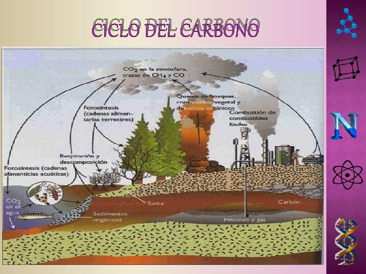 CICLO DEL CARBONO CICLO DEL CARBONO