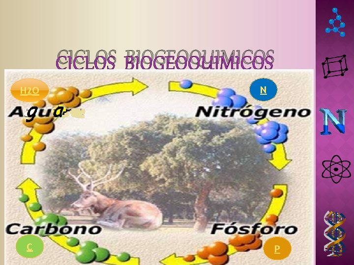 CICLOS BIOGEOQUIMICOS H 2 O C N P CICLOS BIOGEOQUIMICOS H 2 O C N P