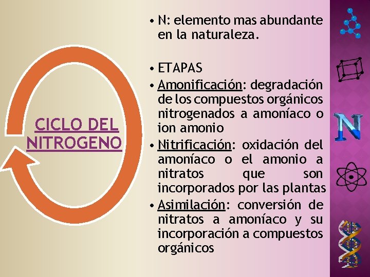 • N: elemento mas abundante en la naturaleza. CICLO DEL NITROGENO • ETAPAS • N: elemento mas abundante en la naturaleza. CICLO DEL NITROGENO • ETAPAS