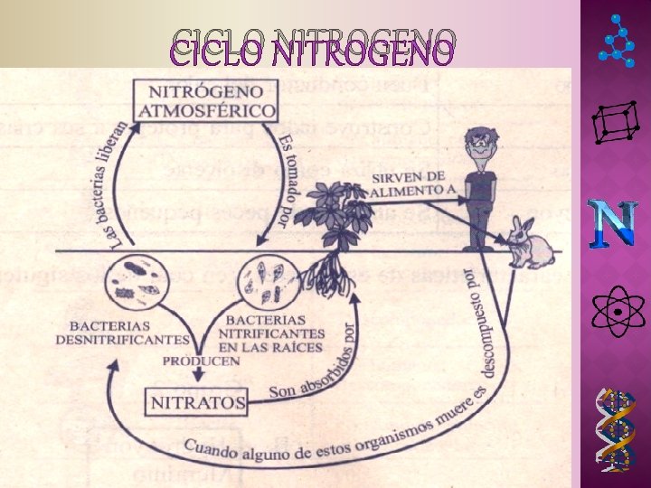 CICLO NITROGENO CICLO NITROGENO