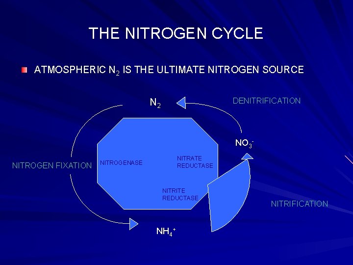 THE NITROGEN CYCLE ATMOSPHERIC N 2 IS THE ULTIMATE NITROGEN SOURCE DENITRIFICATION N 2