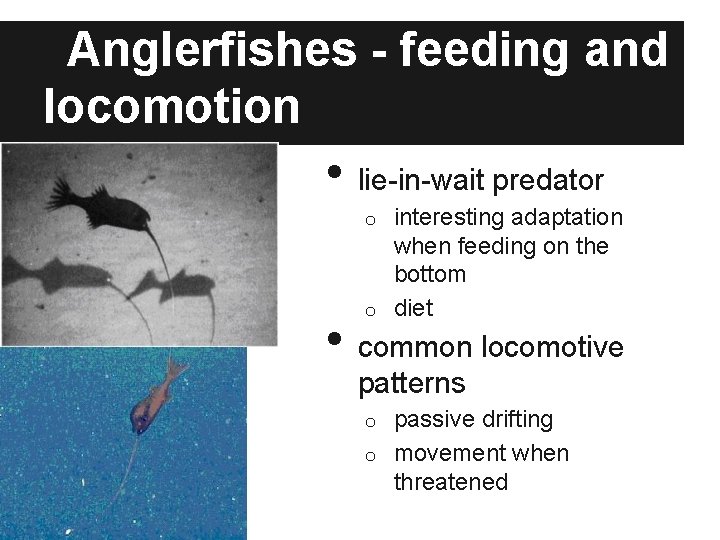 Anglerfishes - feeding and locomotion • lie-in-wait predator interesting adaptation when feeding on the