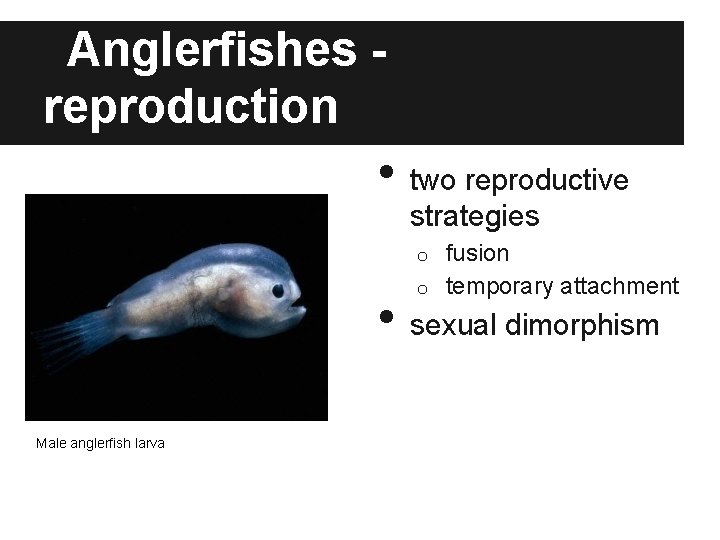 Anglerfishes reproduction • two reproductive strategies fusion o temporary attachment o • Male anglerfish