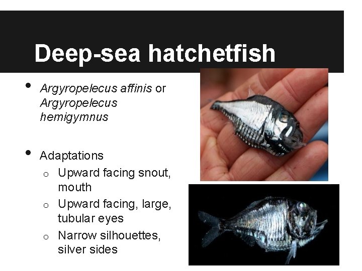Deep-sea hatchetfish • • Argyropelecus affinis or Argyropelecus hemigymnus Adaptations o Upward facing snout,