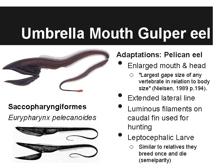 Umbrella Mouth Gulper eel Adaptations: Pelican eel Enlarged mouth & head o "Largest gape