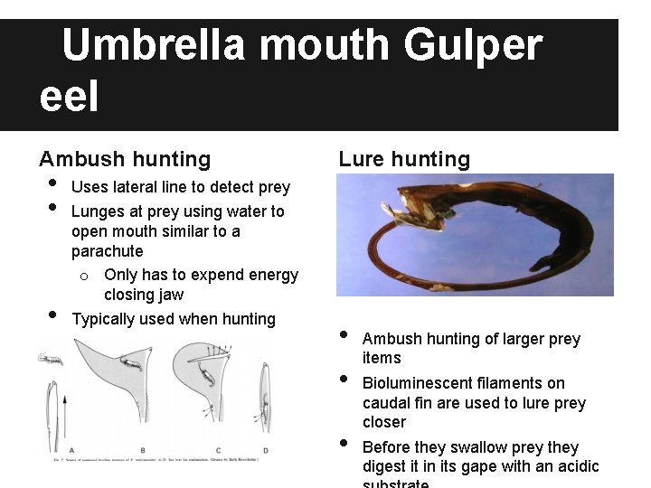 Umbrella mouth Gulper eel Ambush hunting • • • Lure hunting Uses lateral line