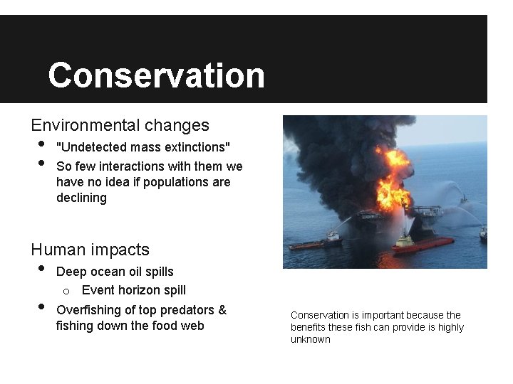 Conservation Environmental changes • • "Undetected mass extinctions" So few interactions with them we