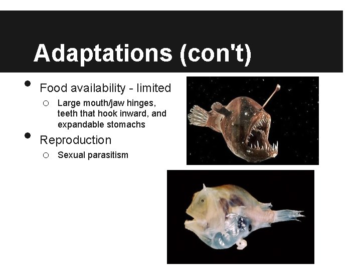 Adaptations (con't) • • Food availability - limited o Large mouth/jaw hinges, teeth that
