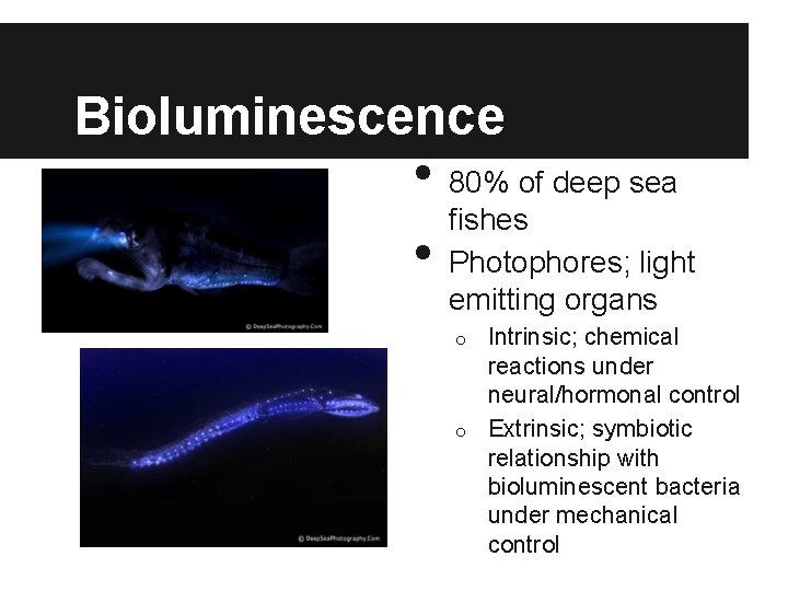 Bioluminescence • • 80% of deep sea fishes Photophores; light emitting organs Intrinsic; chemical