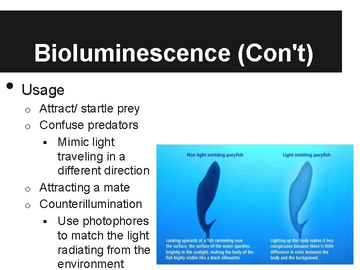 Bioluminescence (Con't) • Usage Attract/ startle prey o Confuse predators § Mimic light traveling