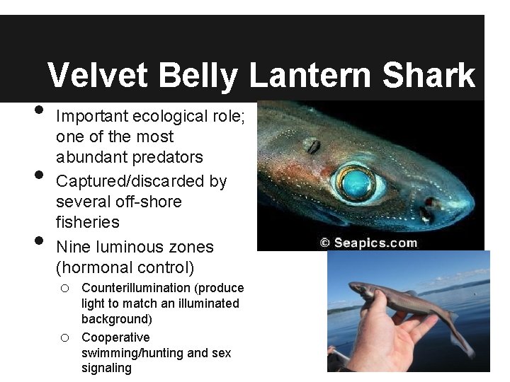  • • • Velvet Belly Lantern Shark Important ecological role; one of the