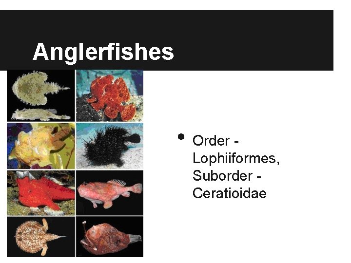 Anglerfishes • Order Lophiiformes, Suborder Ceratioidae 