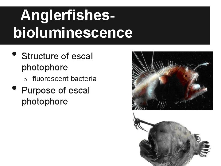 Anglerfishesbioluminescence • • Structure of escal photophore o fluorescent bacteria Purpose of escal photophore