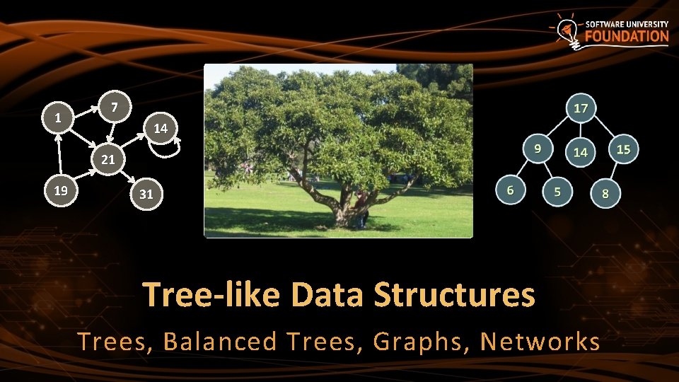 1 7 14 21 19 31 Tree-like Data Structures Trees, Balanced Trees, Graphs, Networks