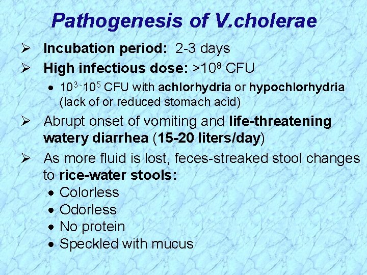 Pathogenesis of V. cholerae Ø Incubation period: 2 -3 days Ø High infectious dose: