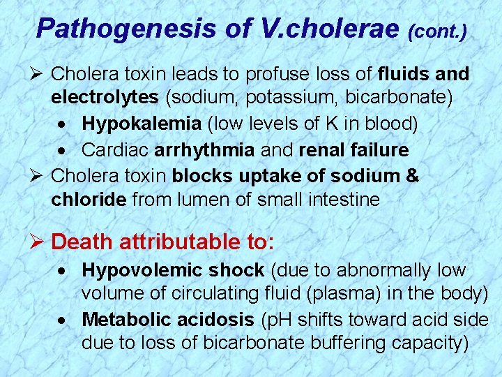 Pathogenesis of V. cholerae (cont. ) Ø Cholera toxin leads to profuse loss of