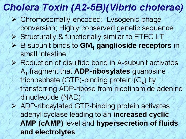 Cholera Toxin (A 2 -5 B)(Vibrio cholerae) Ø Chromosomally-encoded; Lysogenic phage conversion; Highly conserved