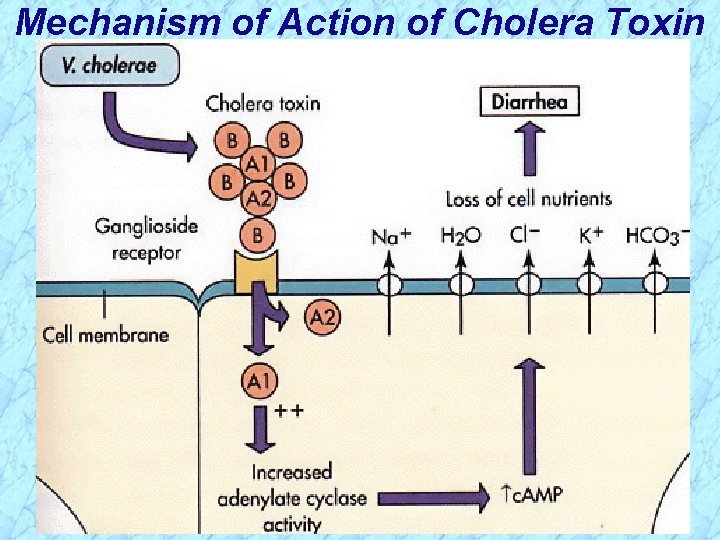 Mechanism of Action of Cholera Toxin 